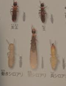 ヤマトシロアリの図鑑参考画像
